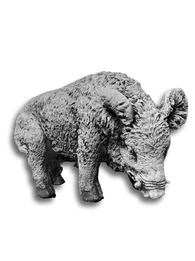 Wild Boar