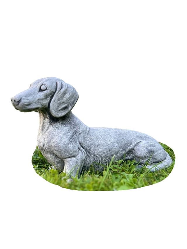 Dachshund